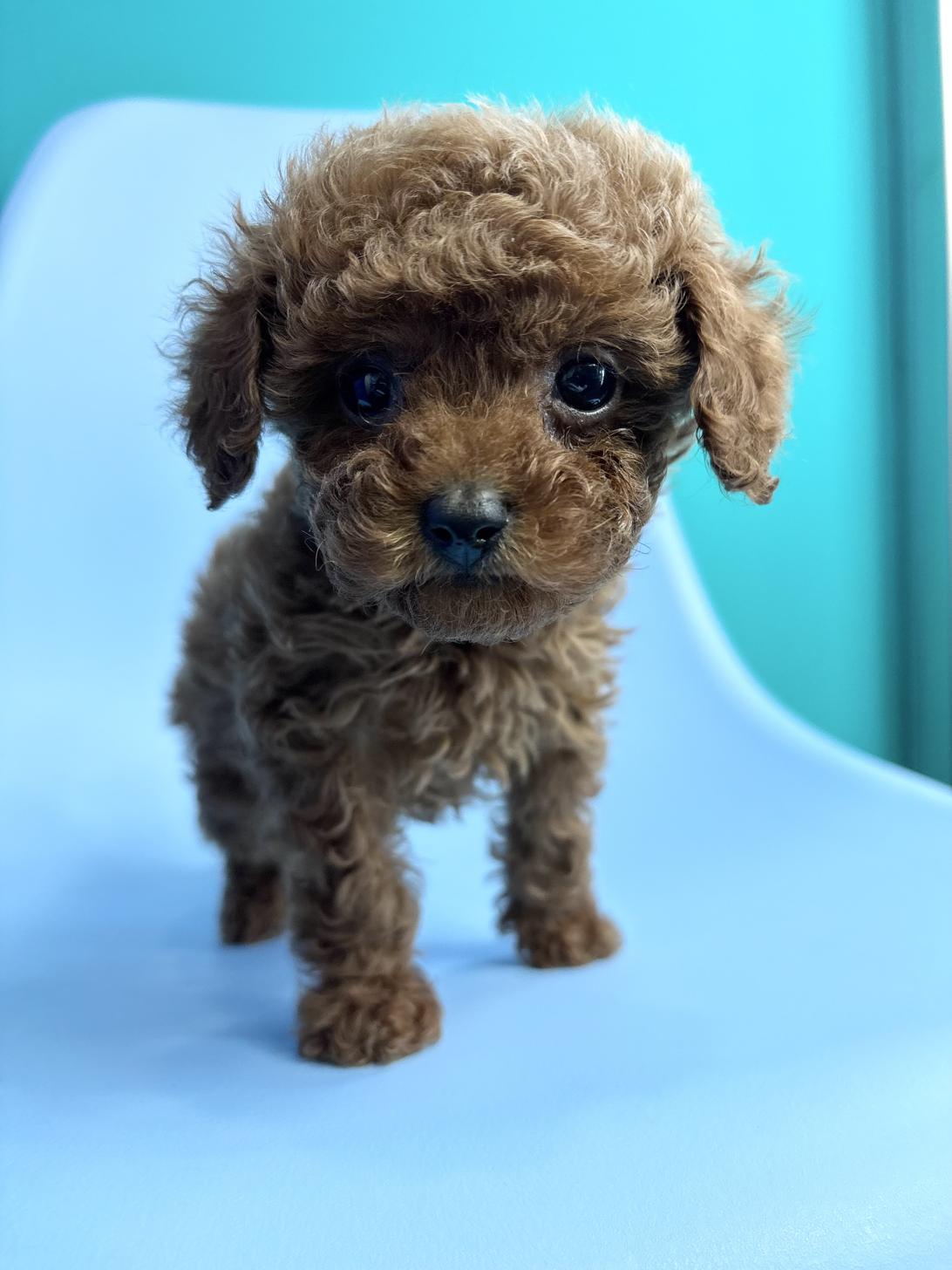 埼玉県のトイプードル(トイ) (ペッツスマイル加須インター店/2026年2月1日生まれ/女の子/レッドフォーン)の子犬の1枚目の画像