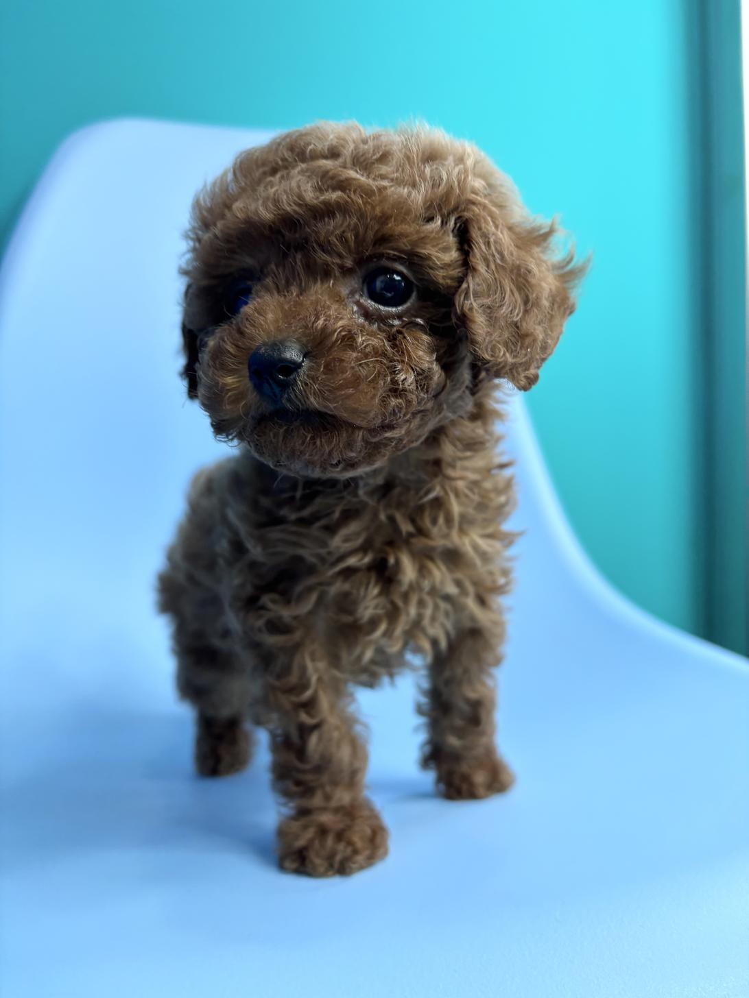 埼玉県のトイプードル(トイ) (ペッツスマイル加須インター店/2026年2月1日生まれ/女の子/レッドフォーン)の子犬の2枚目の画像