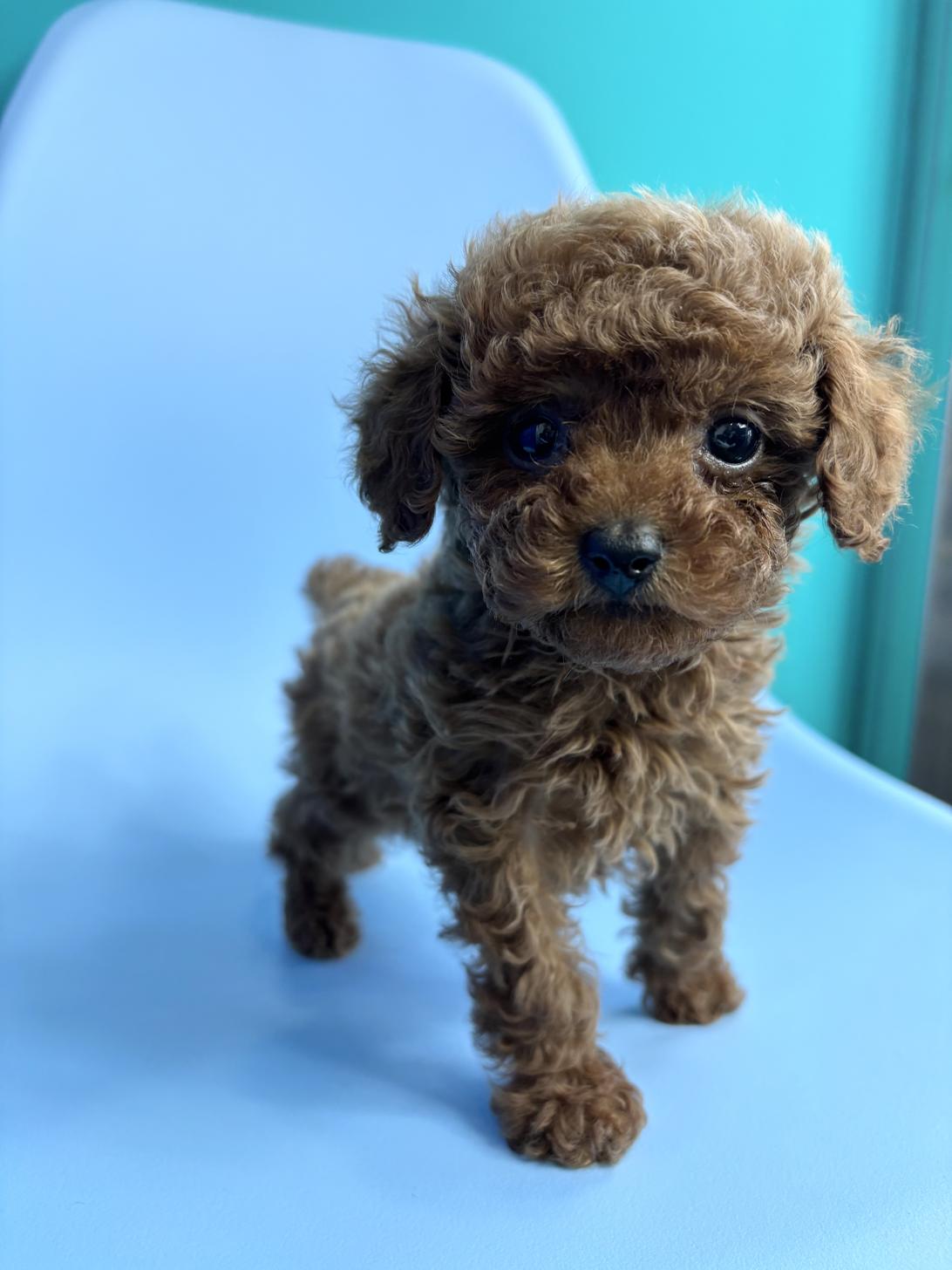 埼玉県のトイプードル(トイ) (ペッツスマイル加須インター店/2026年2月1日生まれ/女の子/レッドフォーン)の子犬の3枚目の画像