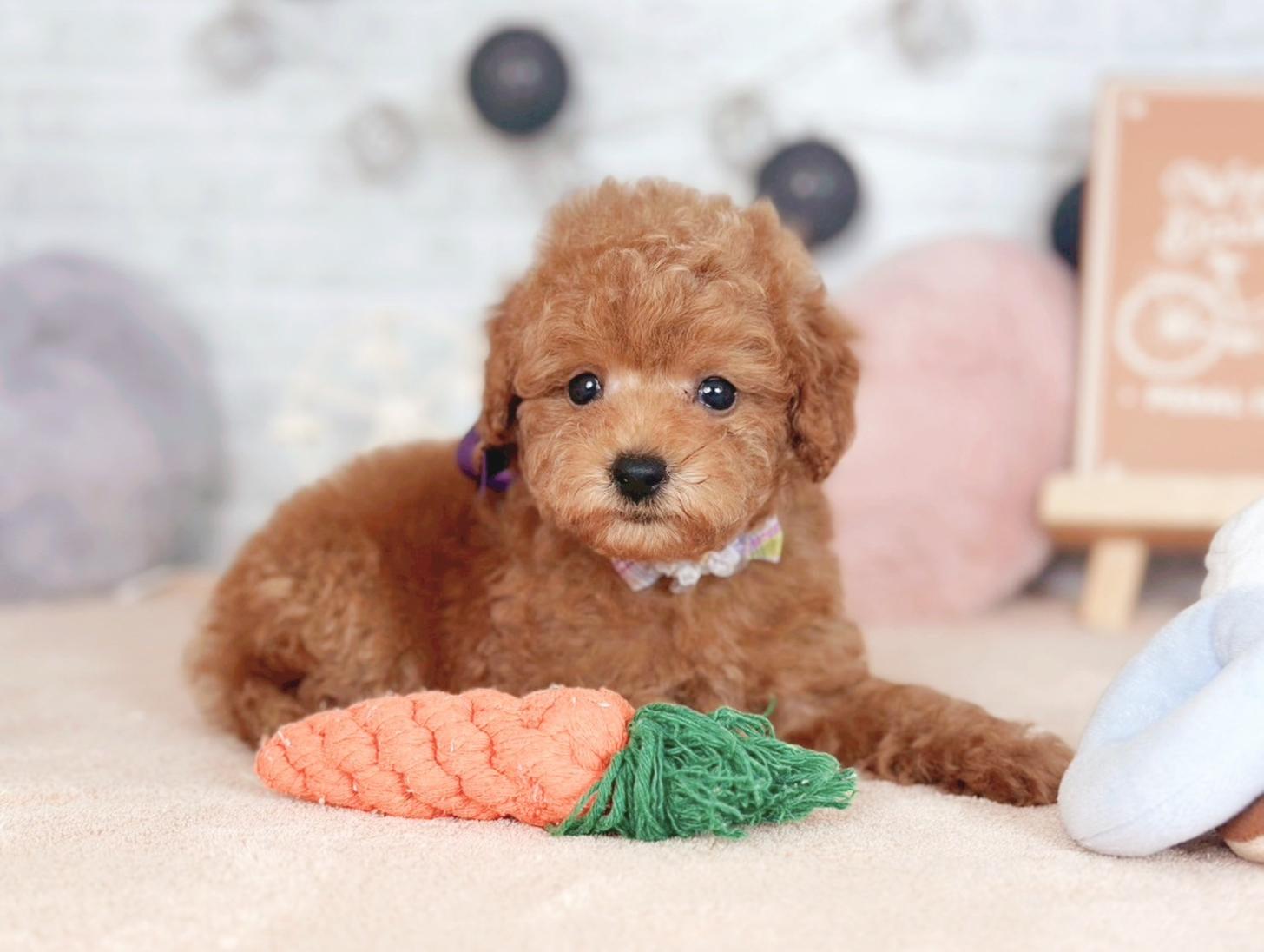 北海道のトイプードル(トイ) (ペットショップだんぼ/2025年7月19日生まれ/男の子/レッド)の子犬の4枚目の画像