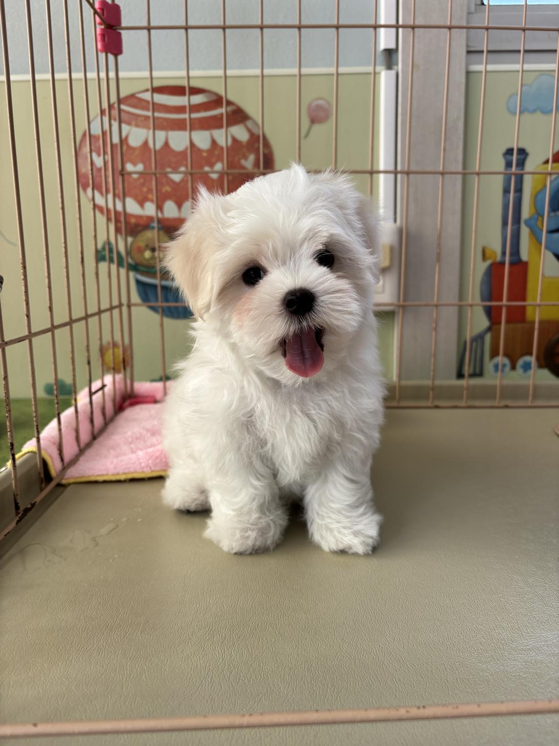 愛知県のマルチーズ (子いぬの足あと/2025年12月29日生まれ/男の子/ホワイト)の子犬