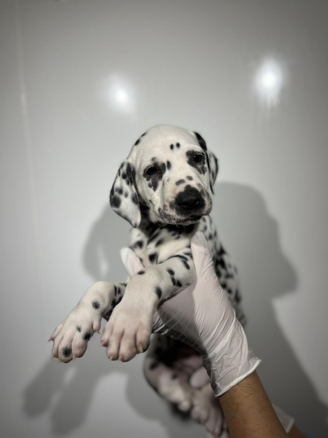 埼玉県のダルメシアン (ペッツスマイル加須インター店/2025年8月29日生まれ/男の子/ホワイトブラック)の子犬の1枚目の画像
