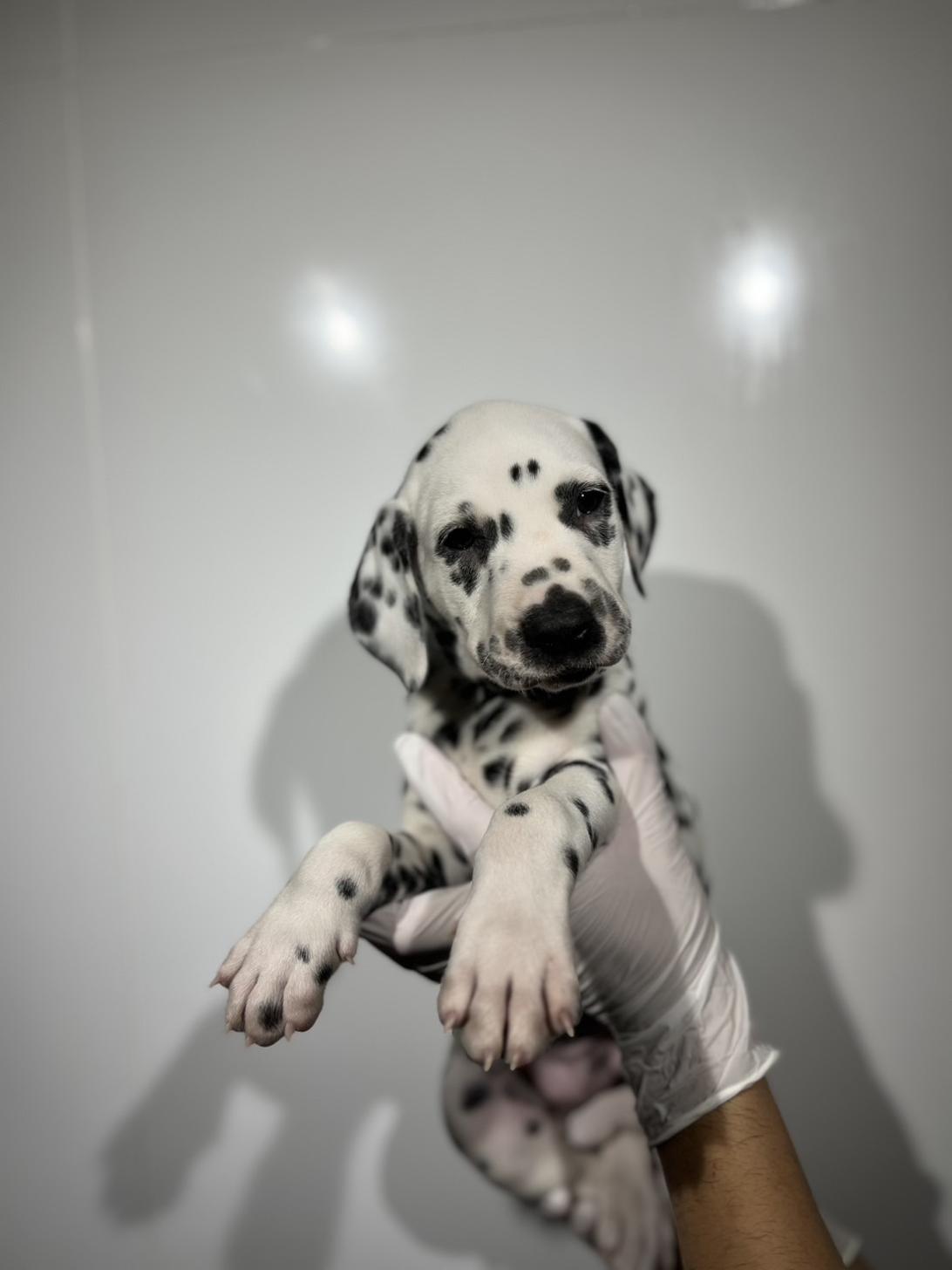 埼玉県のダルメシアン (ペッツスマイル加須インター店/2025年8月29日生まれ/男の子/ホワイトブラック)の子犬の2枚目の画像