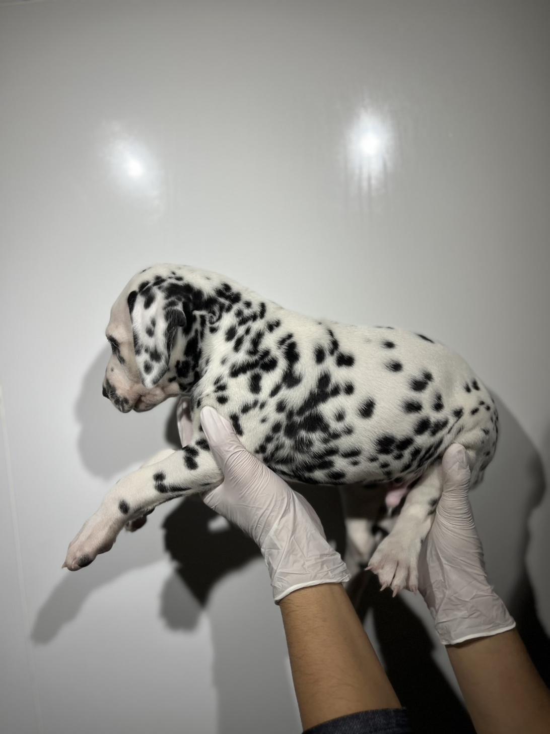 埼玉県のダルメシアン (ペッツスマイル加須インター店/2025年8月29日生まれ/男の子/ホワイトブラック)の子犬の3枚目の画像