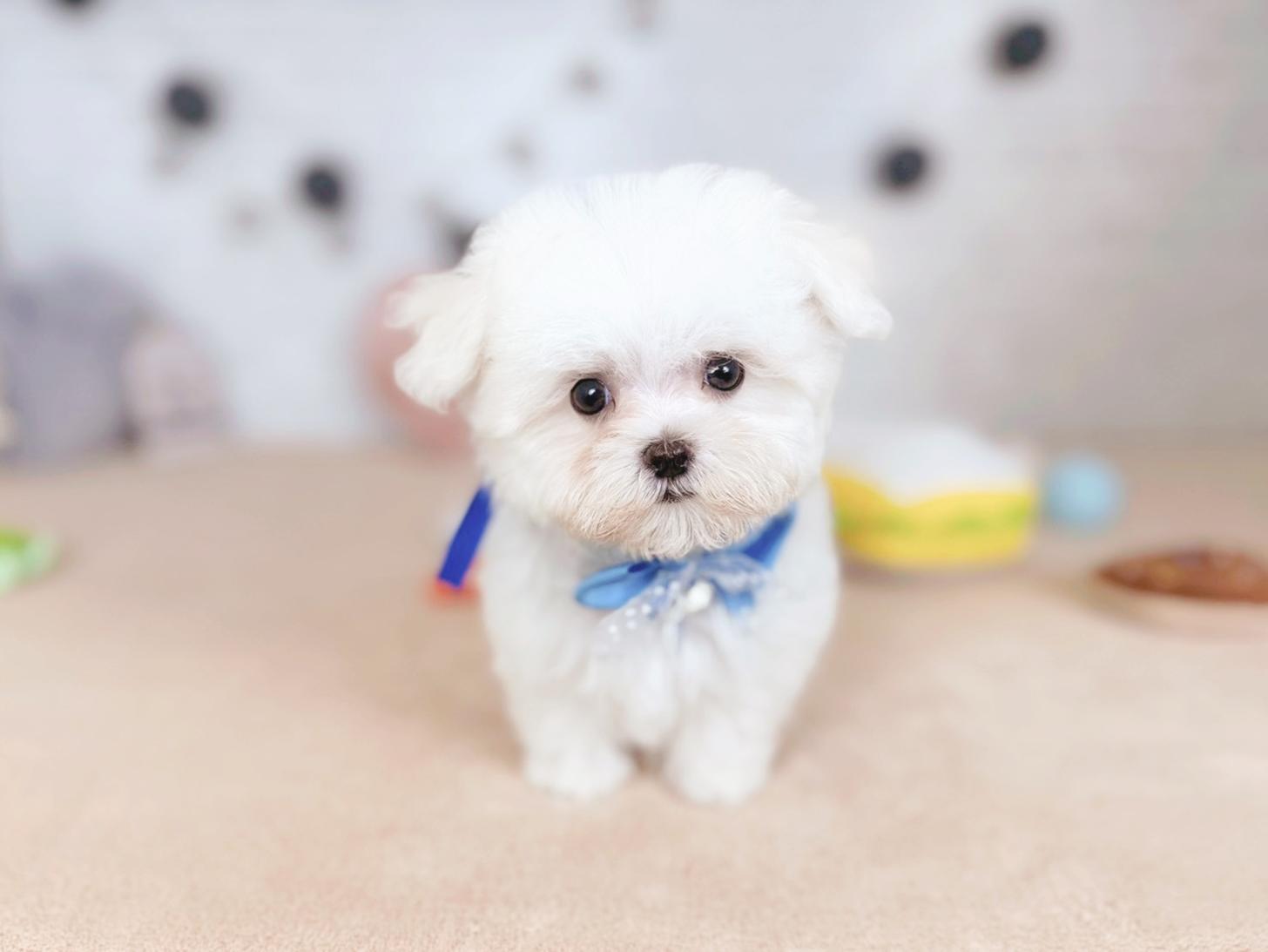 北海道のマルチーズ (ペットショップだんぼ/2025年9月1日生まれ/男の子/ホワイト)の子犬の1枚目の画像