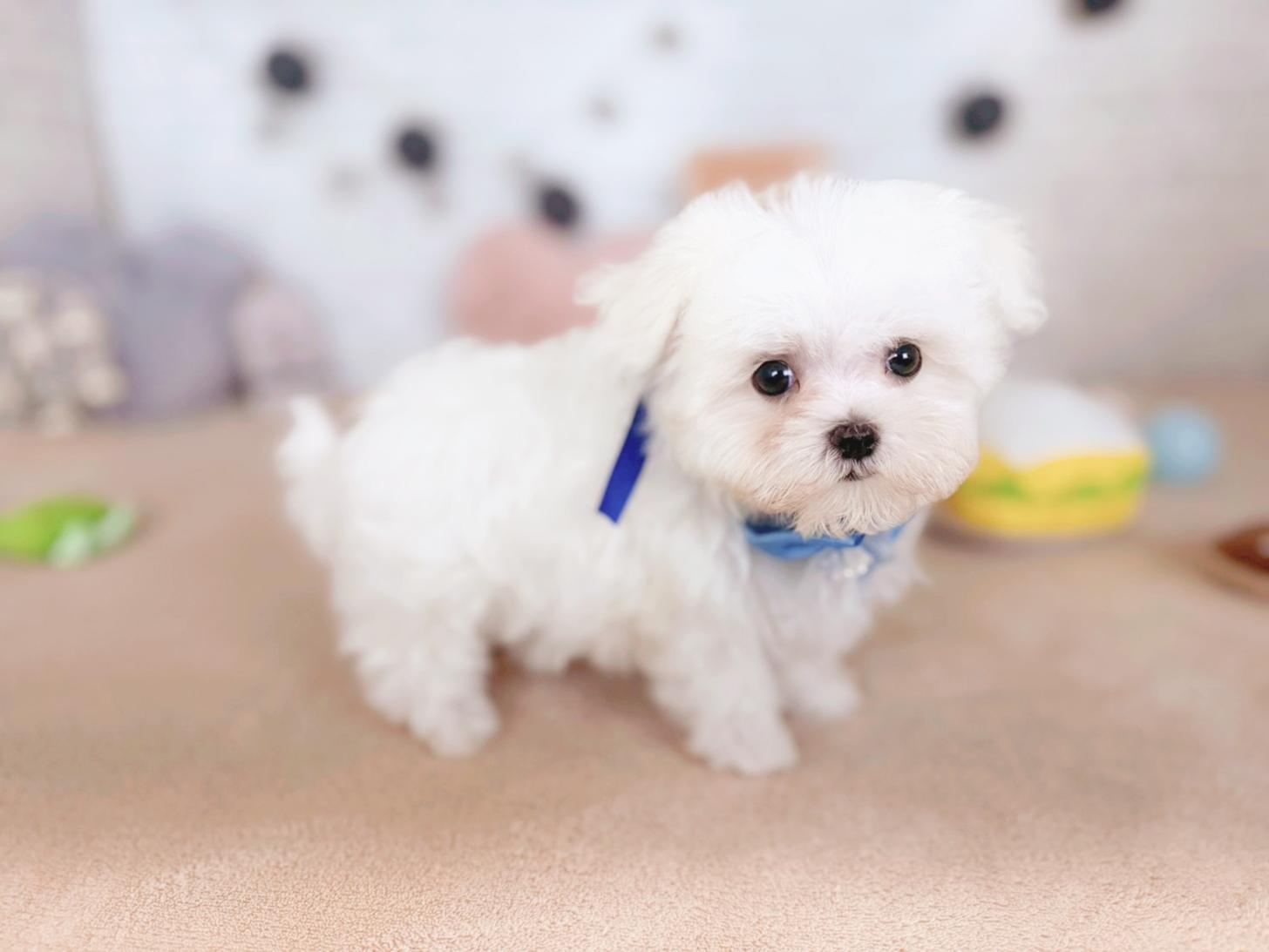 北海道のマルチーズ (ペットショップだんぼ/2025年9月1日生まれ/男の子/ホワイト)の子犬の2枚目の画像