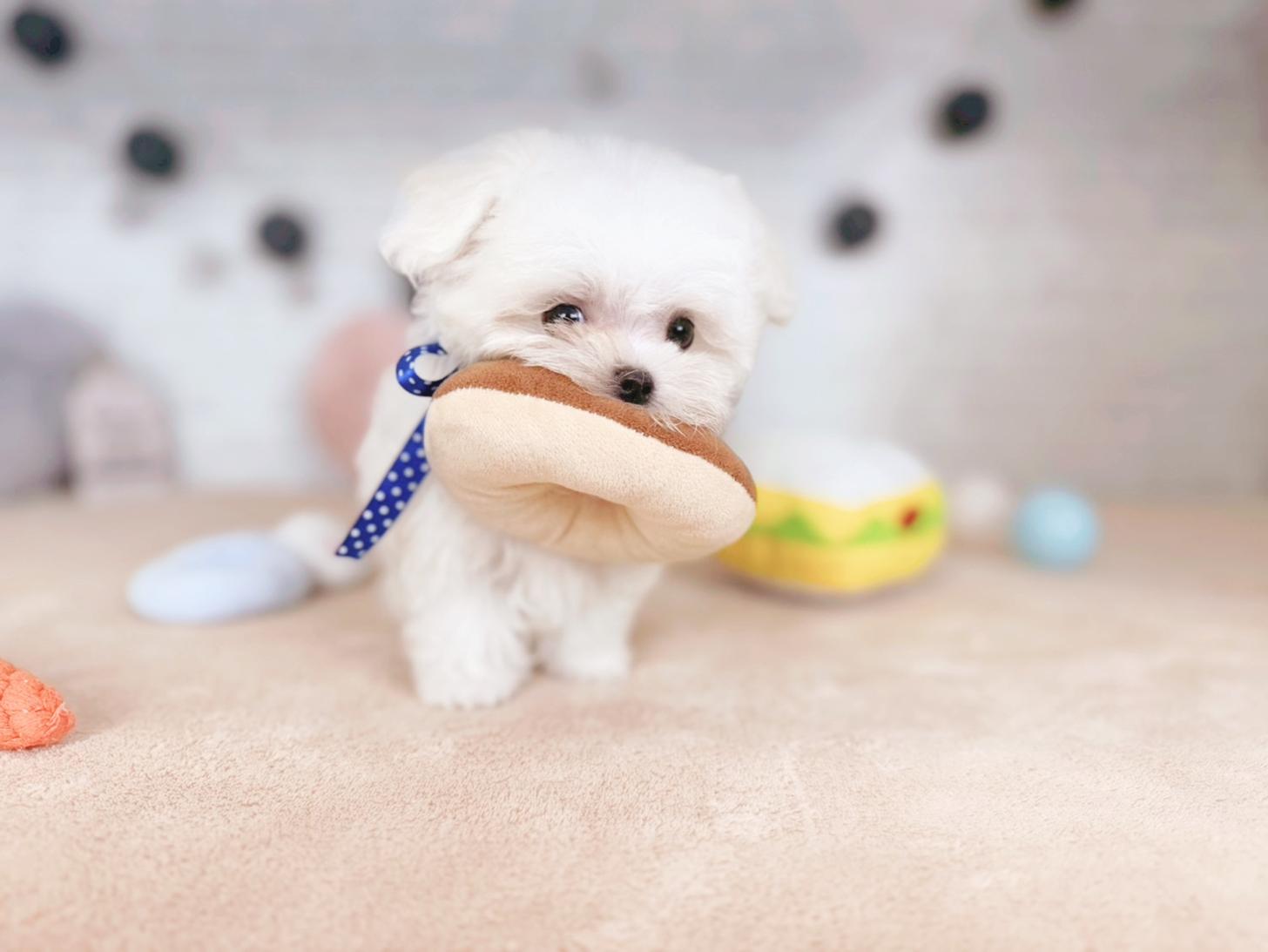 北海道のマルチーズ (ペットショップだんぼ/2025年9月1日生まれ/男の子/ホワイト)の子犬の3枚目の画像