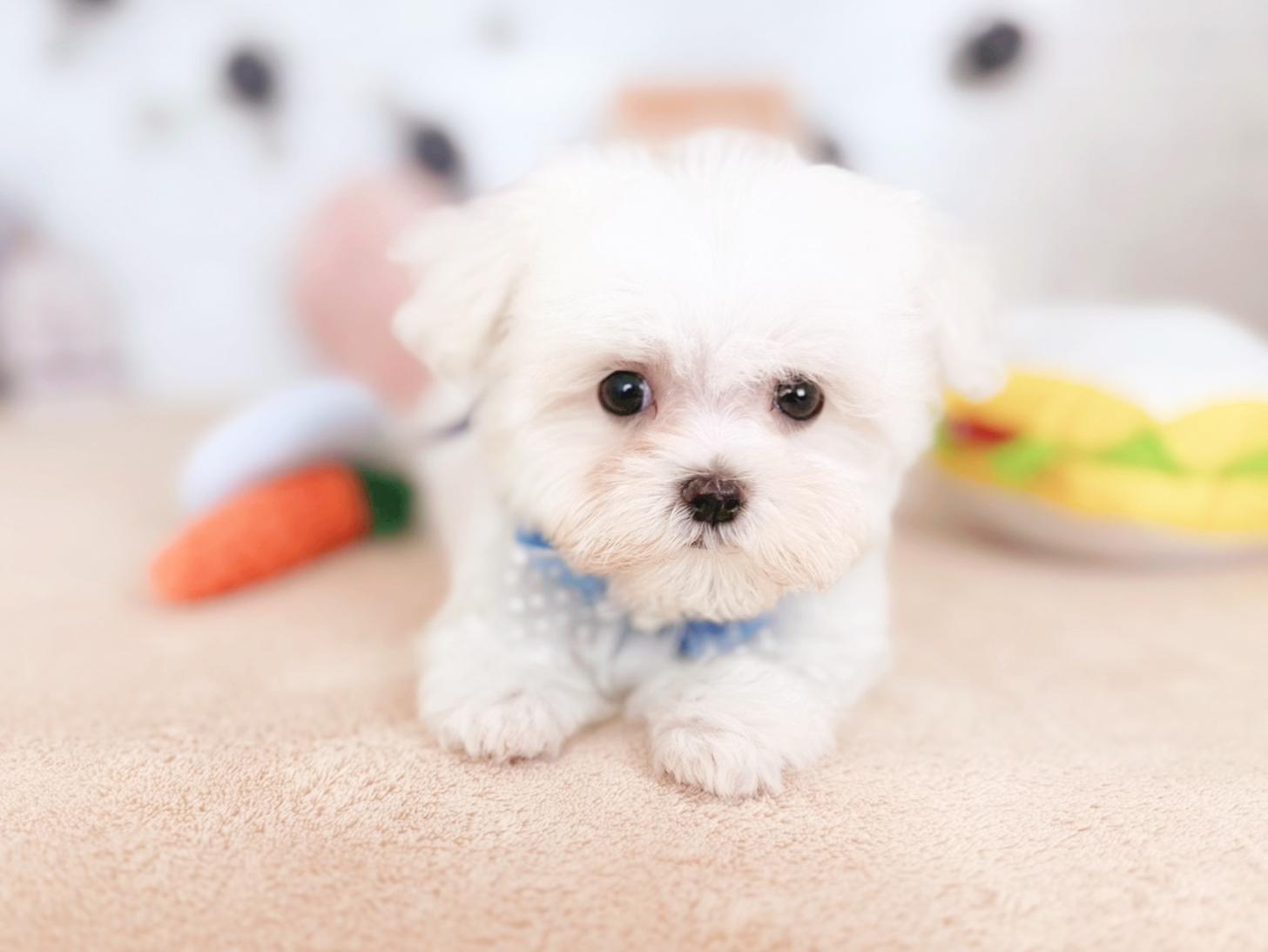 北海道のマルチーズ (ペットショップだんぼ/2025年9月1日生まれ/男の子/ホワイト)の子犬の4枚目の画像