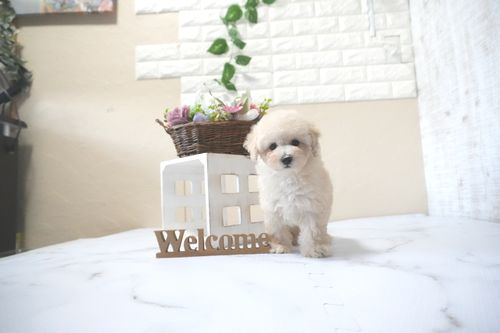 滋賀県のトイプードル(タイニー) (いっぷく湖南店/2025年10月4日生まれ/男の子/ペールフォーン)の子犬の1枚目の画像