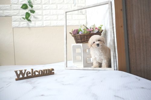 滋賀県のトイプードル(タイニー) (いっぷく湖南店/2025年10月4日生まれ/男の子/ペールフォーン)の子犬の2枚目の画像