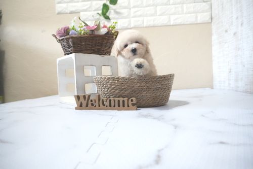 滋賀県のトイプードル(タイニー) (いっぷく湖南店/2025年10月4日生まれ/男の子/ペールフォーン)の子犬の3枚目の画像