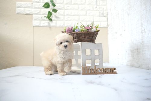 滋賀県のトイプードル(タイニー) (いっぷく湖南店/2025年10月4日生まれ/男の子/ペールフォーン)の子犬の4枚目の画像