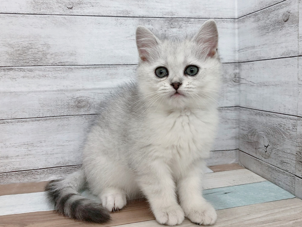 新潟県のミヌエット (竹内ペット 白根店/2025年9月29日生まれ/女の子/シルバータビー)の子猫の1枚目の画像