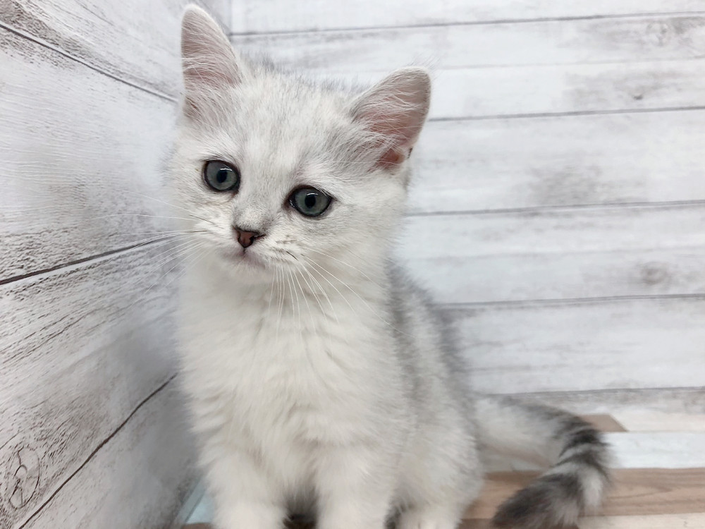 新潟県のミヌエット (竹内ペット 白根店/2025年9月29日生まれ/女の子/シルバータビー)の子猫の2枚目の画像