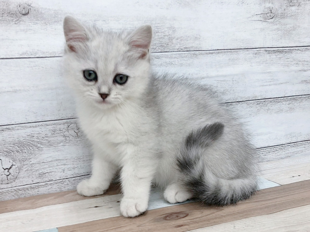 新潟県のミヌエット (竹内ペット 白根店/2025年9月29日生まれ/女の子/シルバータビー)の子猫の3枚目の画像