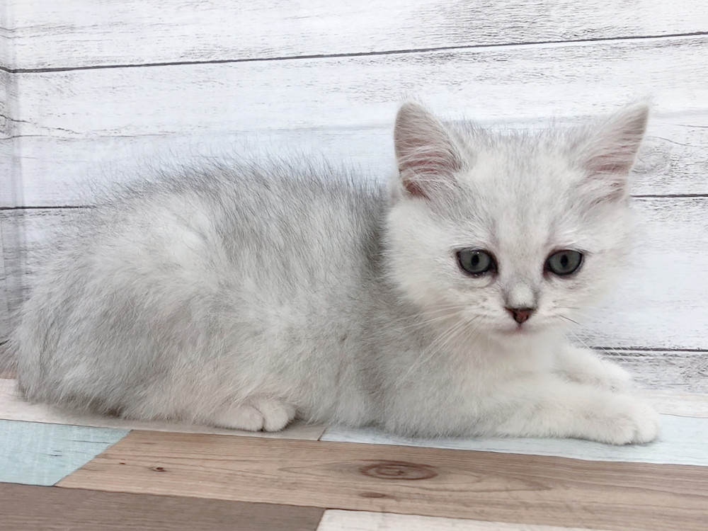 新潟県のミヌエット (竹内ペット 白根店/2025年9月29日生まれ/女の子/シルバータビー)の子猫の4枚目の画像