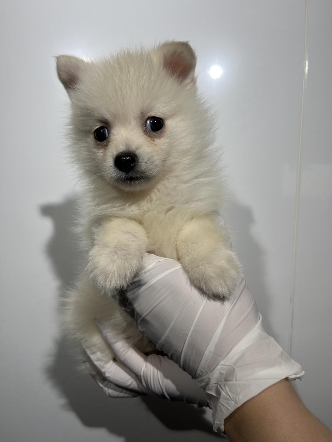 埼玉県のポンスキー(ポメラニアン×シベリアンハスキー) (ペッツスマイル加須インター店/2025年11月15日生まれ/男の子/クリームホワイト)の子犬の1枚目の画像