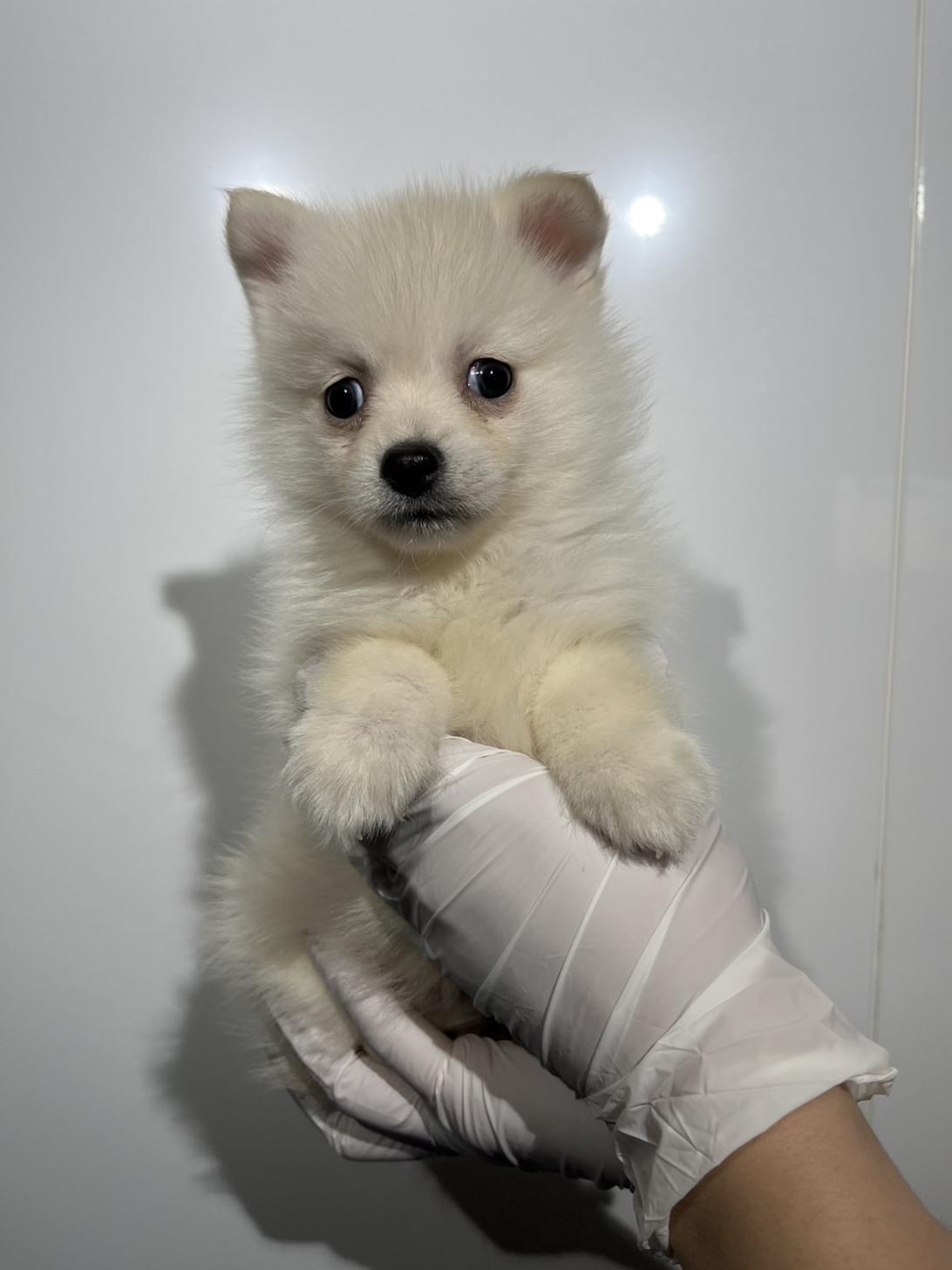 埼玉県のポンスキー(ポメラニアン×シベリアンハスキー) (ペッツスマイル加須インター店/2025年11月15日生まれ/男の子/クリームホワイト)の子犬の2枚目の画像