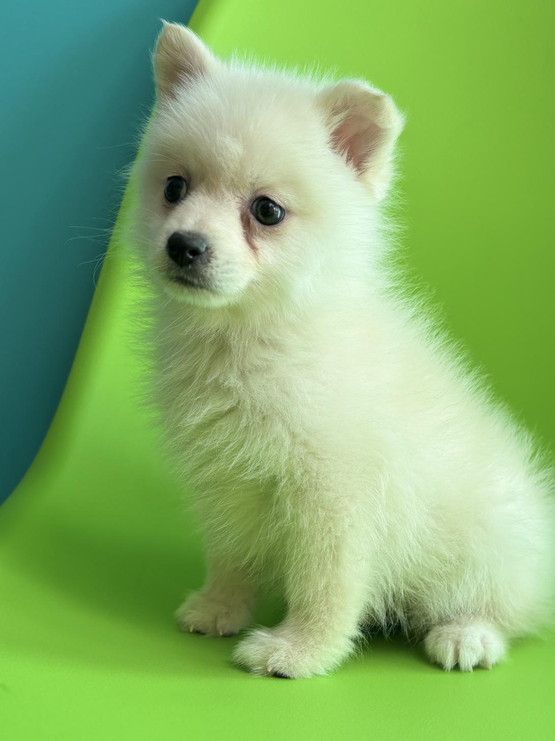 埼玉県のポンスキー(ポメラニアン×シベリアンハスキー) (ペッツスマイル加須インター店/2025年11月15日生まれ/男の子/クリームホワイト)の子犬の2枚目の画像