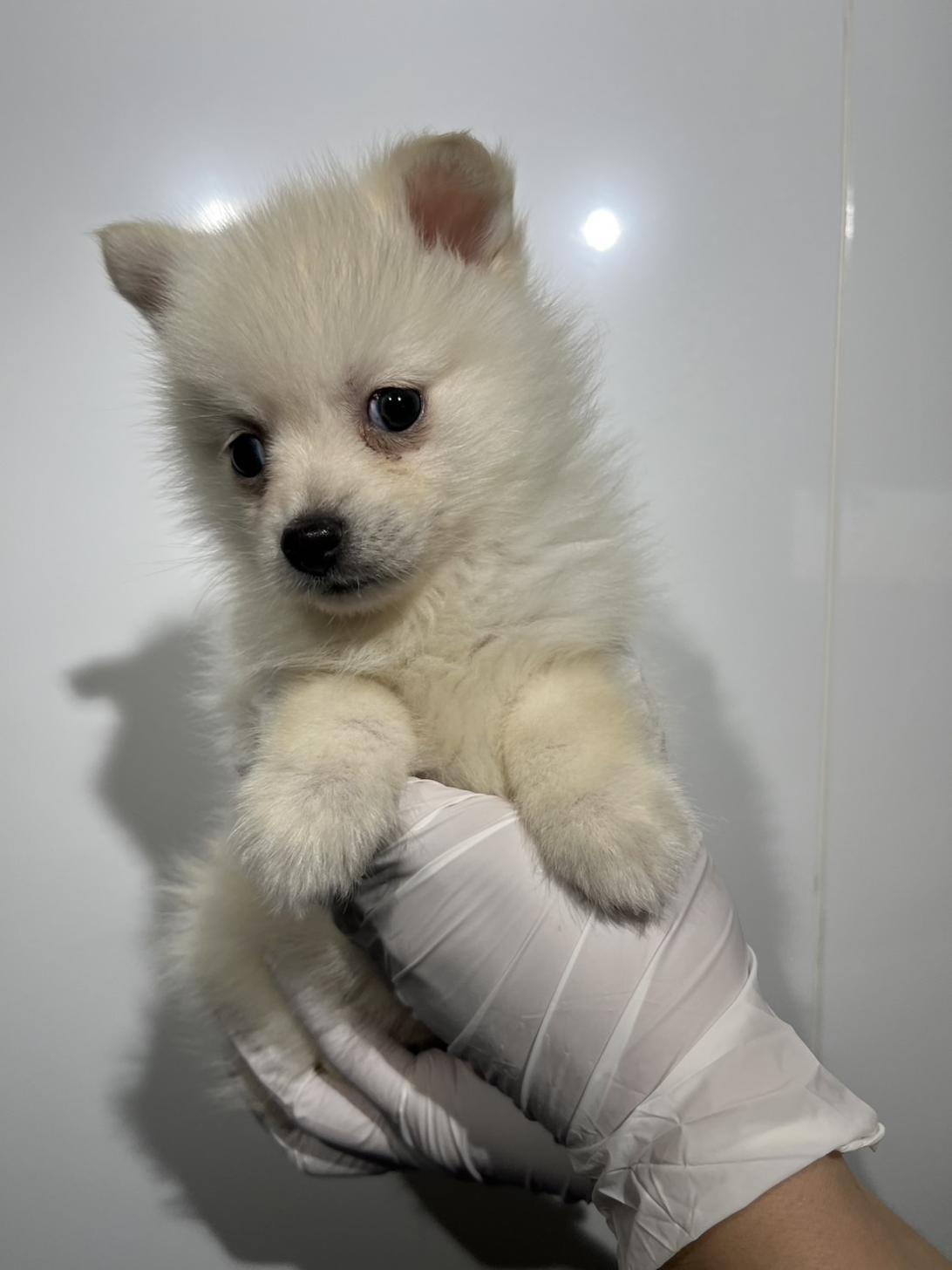 埼玉県のポンスキー(ポメラニアン×シベリアンハスキー) (ペッツスマイル加須インター店/2025年11月15日生まれ/男の子/クリームホワイト)の子犬の3枚目の画像