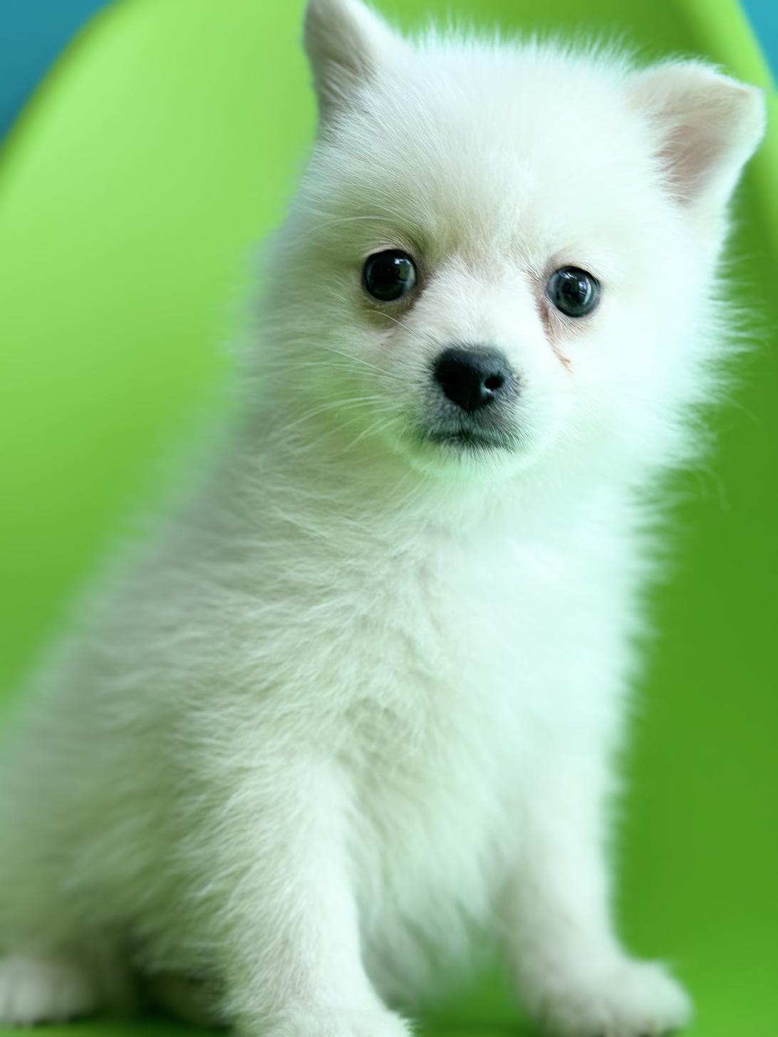 埼玉県のポンスキー(ポメラニアン×シベリアンハスキー) (ペッツスマイル加須インター店/2025年11月15日生まれ/男の子/クリームホワイト)の子犬の3枚目の画像