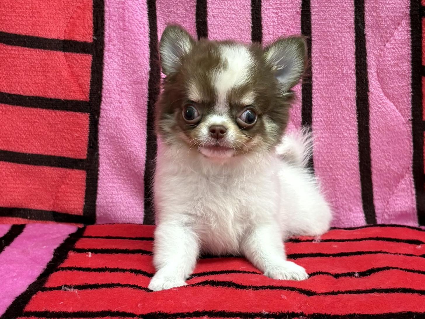 愛知県のチワワ(ロング) (ハピースペット春日井アミーゴ店/2025年9月9日生まれ/男の子/チョコレートクリームホワイト)の子犬の1枚目の画像