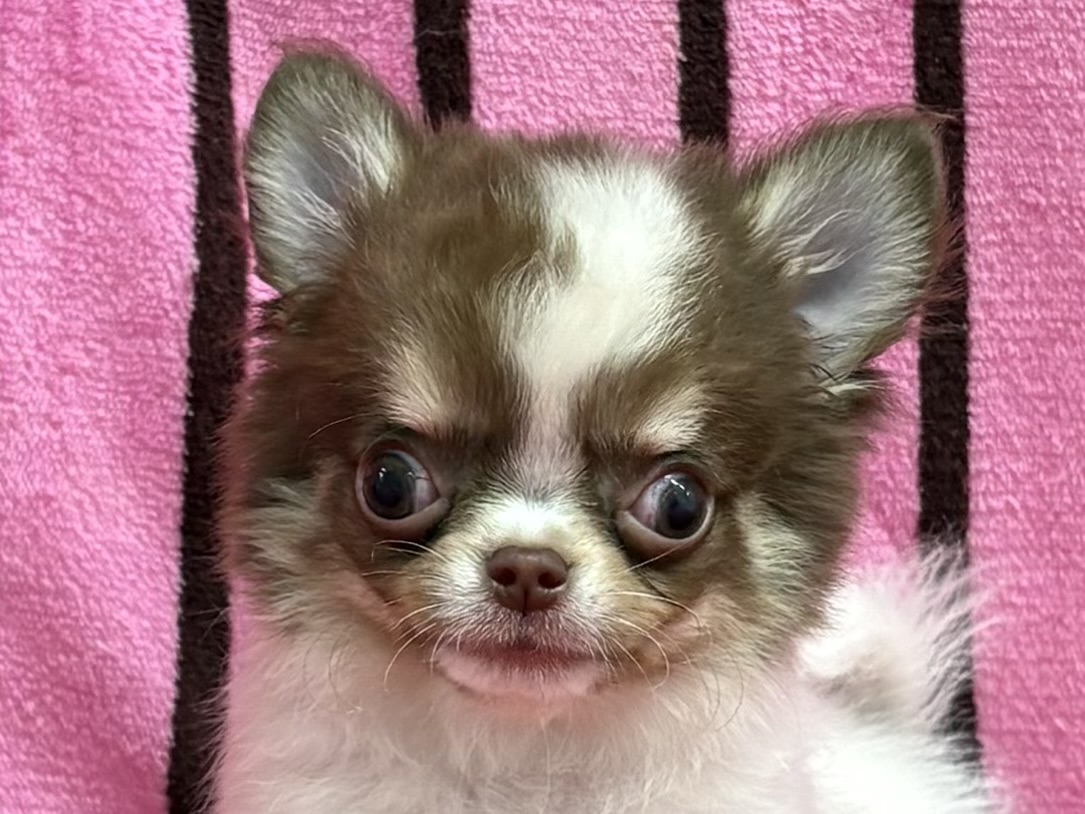 愛知県のチワワ(ロング) (ハピースペット春日井アミーゴ店/2025年9月9日生まれ/男の子/チョコレートクリームホワイト)の子犬の2枚目の画像