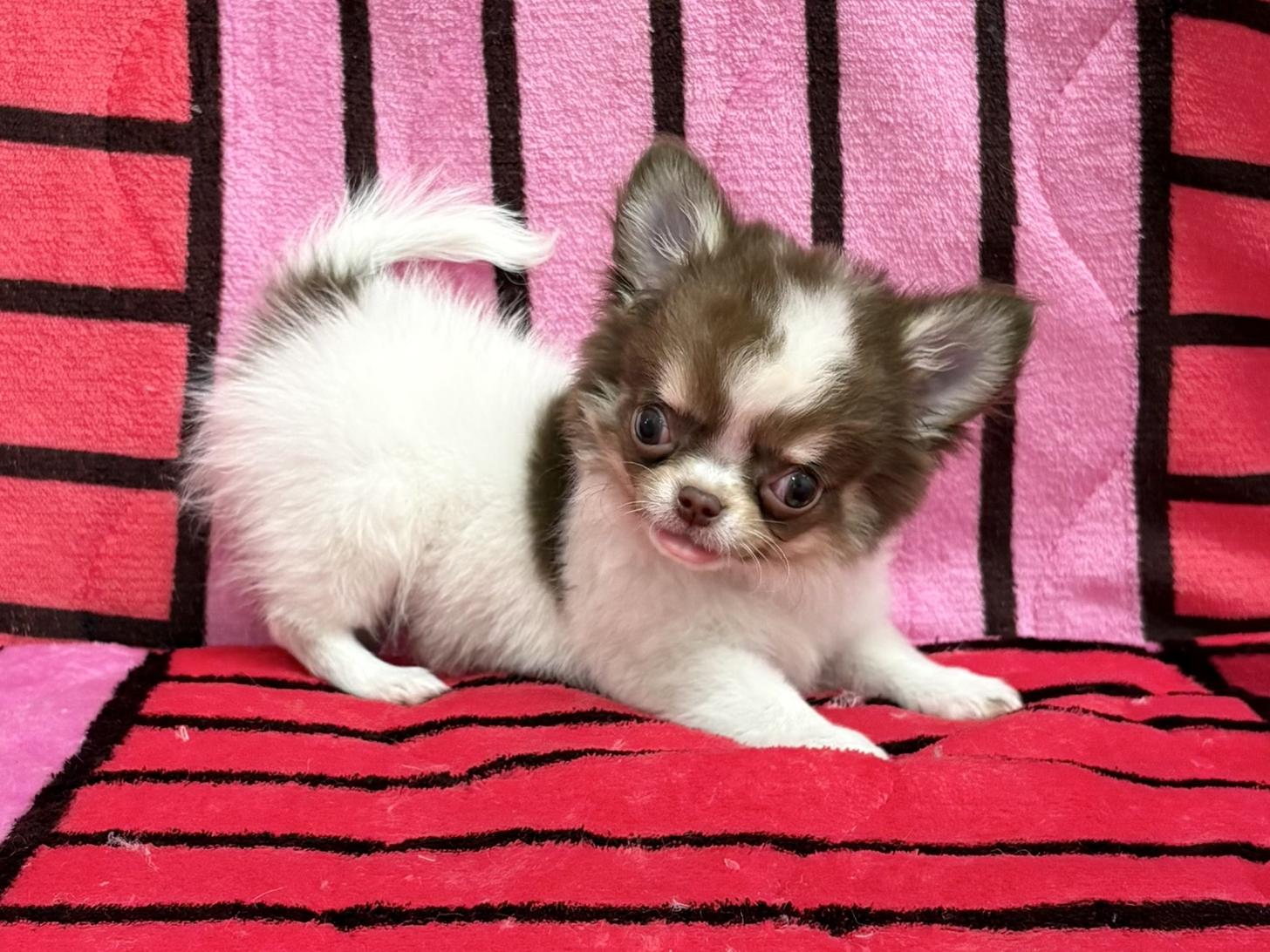 愛知県のチワワ(ロング) (ハピースペット春日井アミーゴ店/2025年9月9日生まれ/男の子/チョコレートクリームホワイト)の子犬の3枚目の画像