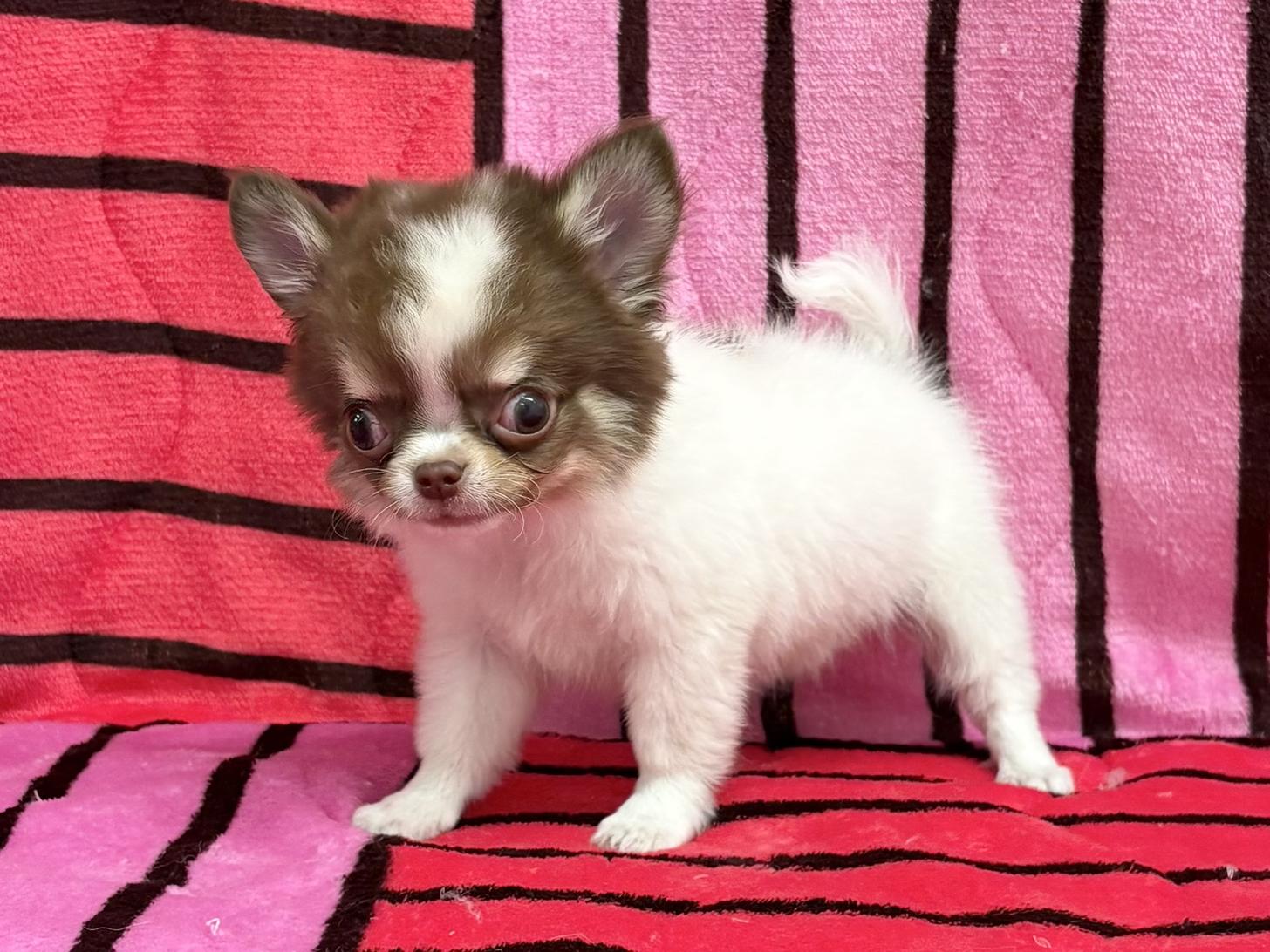 愛知県のチワワ(ロング) (ハピースペット春日井アミーゴ店/2025年9月9日生まれ/男の子/チョコレートクリームホワイト)の子犬の4枚目の画像