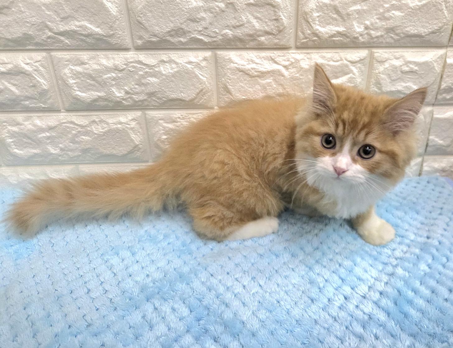 神奈川県のラガマフィン (ペッツコンシェル厚木下荻野店/2026年7月31日生まれ/男の子/レッドタビーホワイト)の子猫
