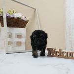 滋賀県のトイプードル(トイ) (いっぷく湖南店/2025年5月5日生まれ/女の子/ブラック)の子犬