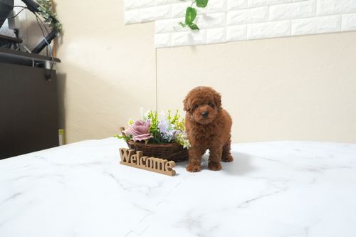 滋賀県のトイプードル(トイ) (いっぷく湖南店/2025年12月2日生まれ/女の子/レッドフォーン)の子犬の1枚目の画像