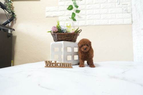 滋賀県のトイプードル(トイ) (いっぷく湖南店/2025年12月2日生まれ/女の子/レッドフォーン)の子犬の2枚目の画像