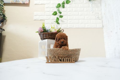 滋賀県のトイプードル(トイ) (いっぷく湖南店/2025年12月2日生まれ/女の子/レッドフォーン)の子犬の3枚目の画像