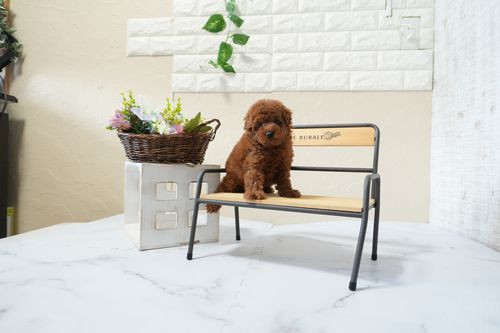 滋賀県のトイプードル(トイ) (いっぷく湖南店/2025年12月2日生まれ/女の子/レッドフォーン)の子犬の4枚目の画像