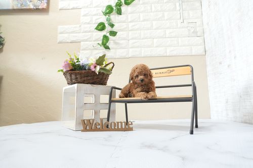 滋賀県のトイプードル(タイニー) (いっぷく湖南店/2025年12月30日生まれ/男の子/レッドフォーン)の子犬の1枚目の画像