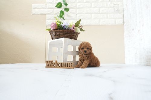 滋賀県のトイプードル(タイニー) (いっぷく湖南店/2025年12月30日生まれ/男の子/レッドフォーン)の子犬の3枚目の画像