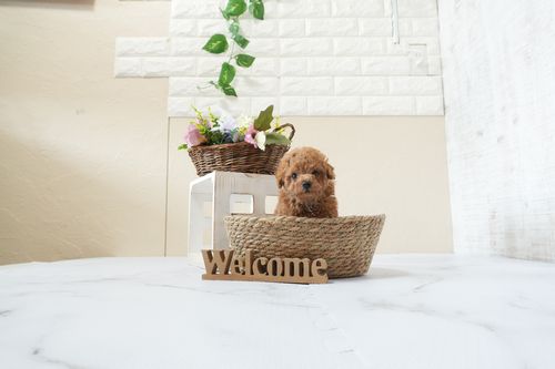 滋賀県のトイプードル(タイニー) (いっぷく湖南店/2025年12月30日生まれ/男の子/レッドフォーン)の子犬の4枚目の画像