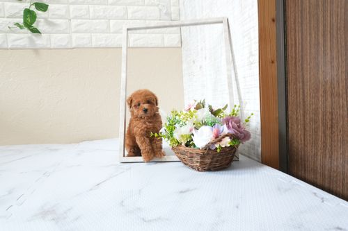 滋賀県のトイプードル(タイニー) (いっぷく湖南店/2025年9月23日生まれ/男の子/レッドフォーン)の子犬の2枚目の画像