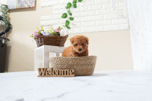 滋賀県のトイプードル(タイニー) (いっぷく湖南店/2025年9月23日生まれ/男の子/レッドフォーン)の子犬の3枚目の画像