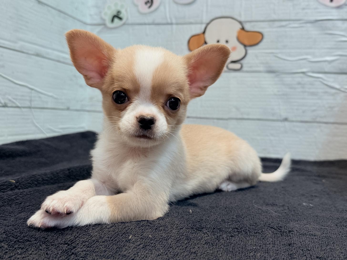 北海道のチワワ(スムース) (ペットフェイス大谷地店/2025年11月26日生まれ/男の子/クリームホワイト)の子犬