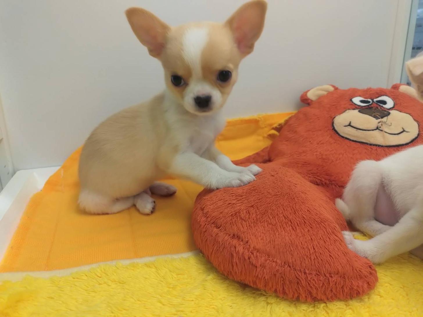 北海道のチワワ(スムース) (ペットフェイス大谷地店/2025年11月26日生まれ/男の子/クリームホワイト)の子犬の4枚目の画像