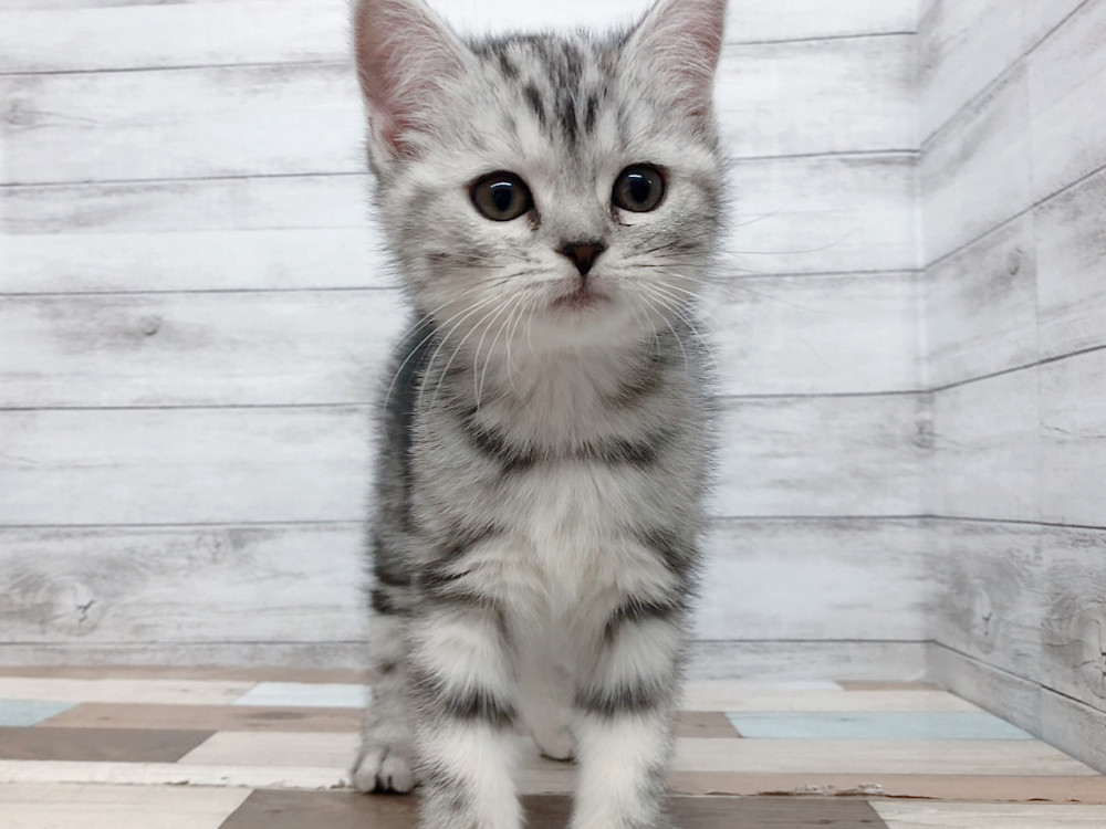 新潟県のスコティッシュフォールド (竹内ペット 白根店/2025年9月13日生まれ/女の子/シルバータビー＆ホワイト)の子猫の1枚目の画像