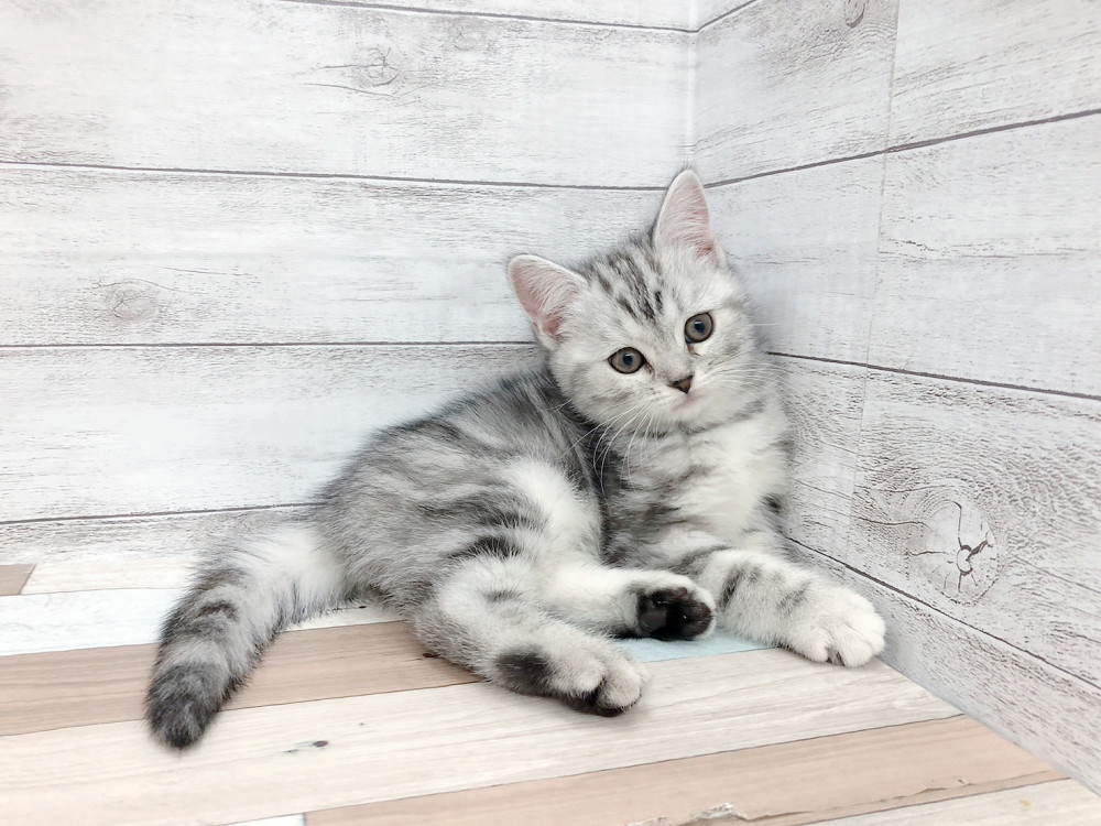 新潟県のスコティッシュフォールド (竹内ペット 白根店/2025年9月13日生まれ/女の子/シルバータビー＆ホワイト)の子猫の2枚目の画像