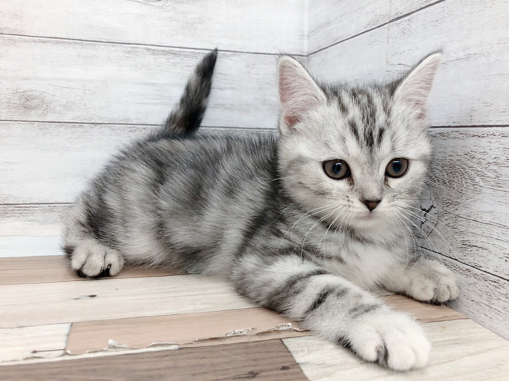 新潟県のスコティッシュフォールド (竹内ペット 白根店/2025年9月13日生まれ/女の子/シルバータビー＆ホワイト)の子猫の3枚目の画像