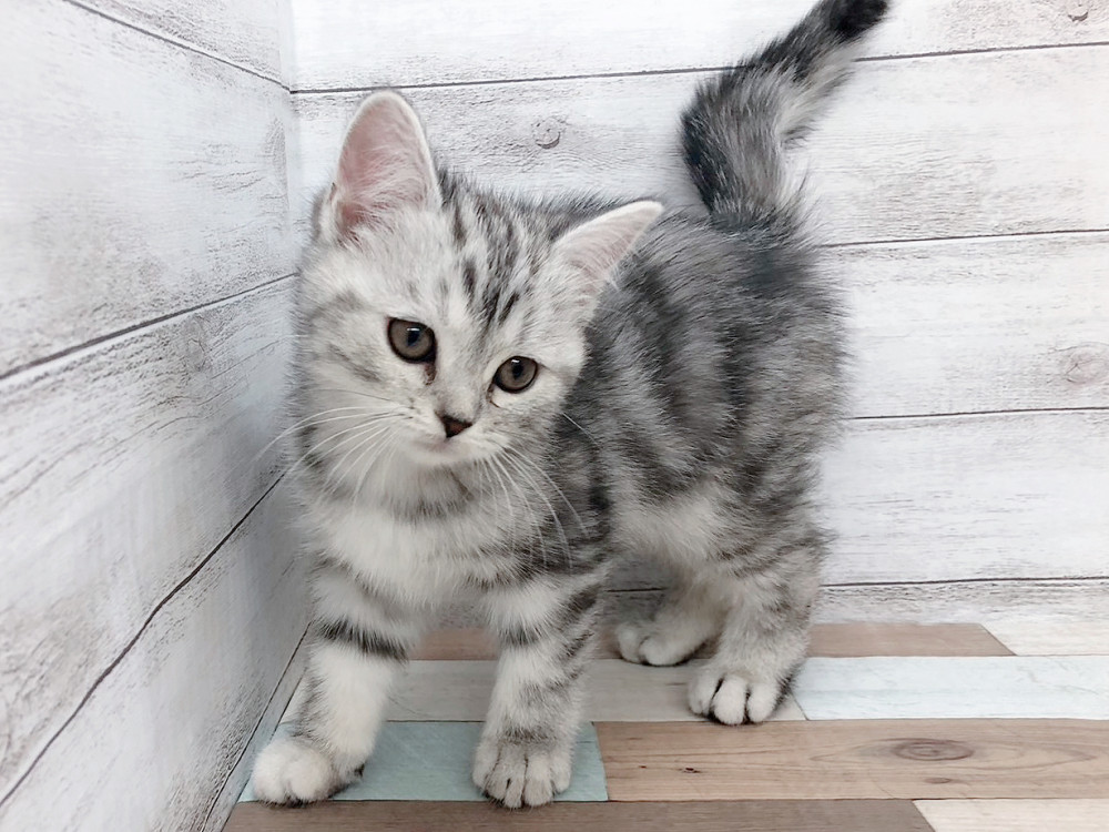 新潟県のスコティッシュフォールド (竹内ペット 白根店/2025年9月13日生まれ/女の子/シルバータビー＆ホワイト)の子猫の4枚目の画像