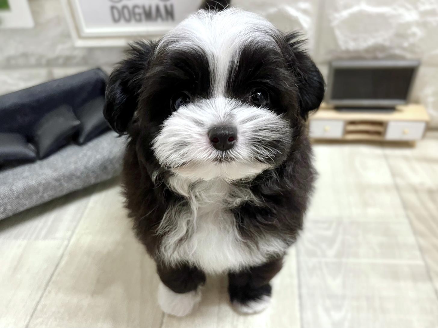 和歌山県のチワプー/プーチー(チワワ×プードル) (DOGMAN和歌山店/2026年1月30日生まれ/女の子/ブラックホワイト)の子犬の1枚目の画像