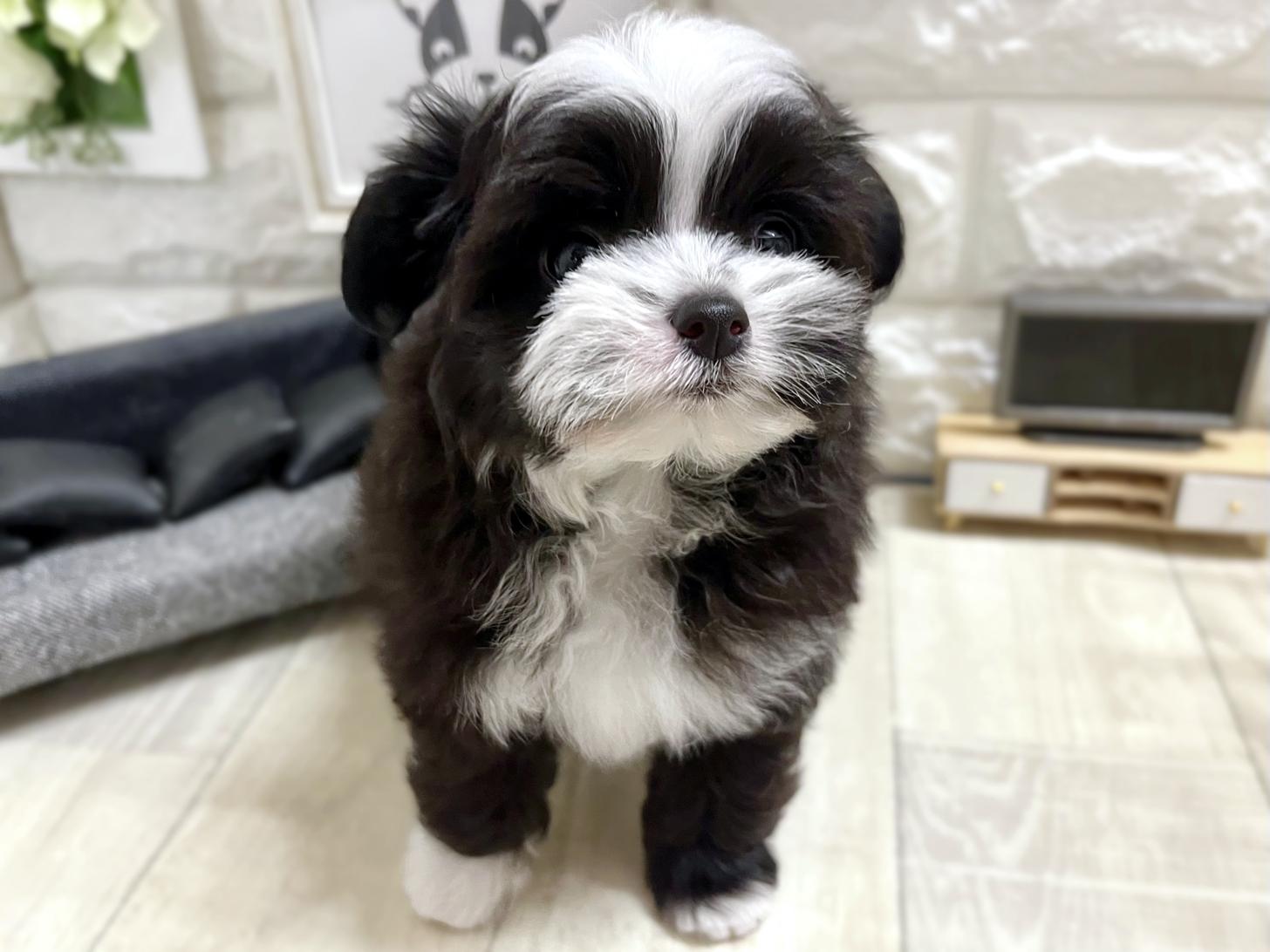 和歌山県のチワプー/プーチー(チワワ×プードル) (DOGMAN和歌山店/2026年1月30日生まれ/女の子/ブラックホワイト)の子犬の2枚目の画像