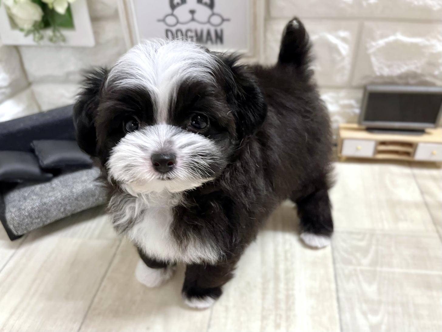 和歌山県のチワプー/プーチー(チワワ×プードル) (DOGMAN和歌山店/2026年1月30日生まれ/女の子/ブラックホワイト)の子犬の3枚目の画像