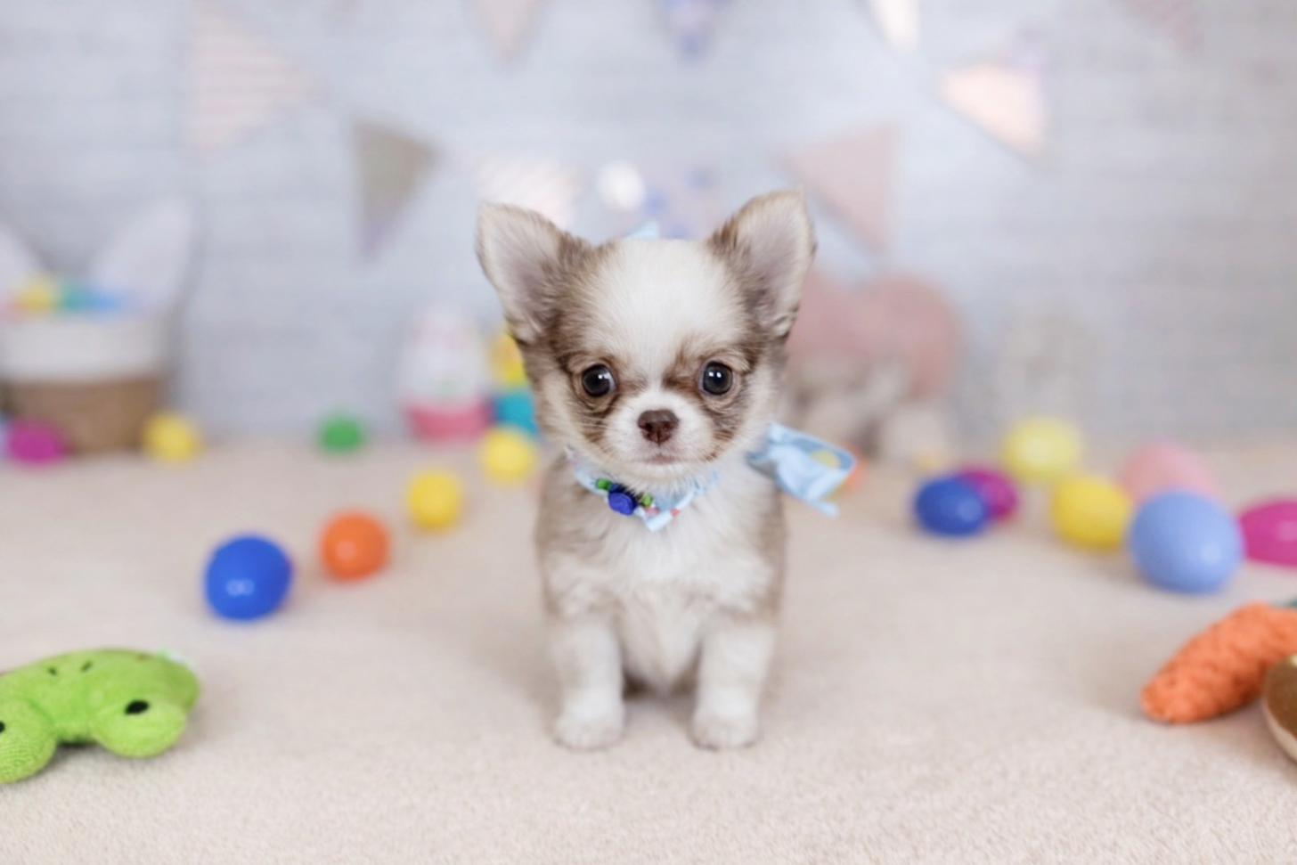 北海道のチワワ(ロング) (ペットショップだんぼ/2026年1月26日生まれ/男の子/イザベラホワイト)の子犬